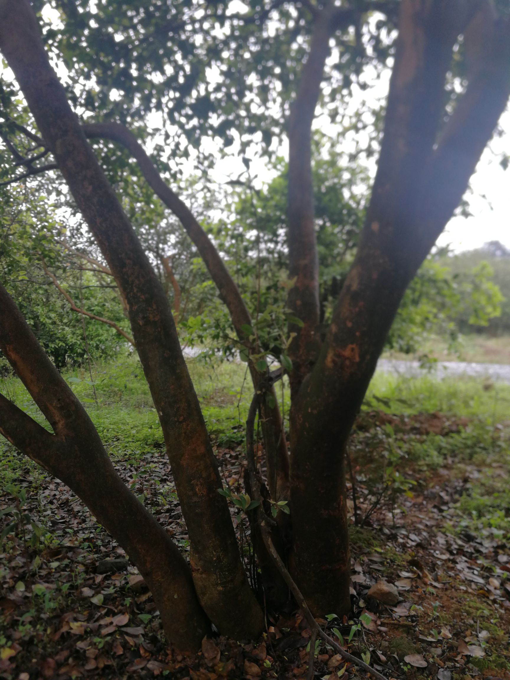 长林系列油茶