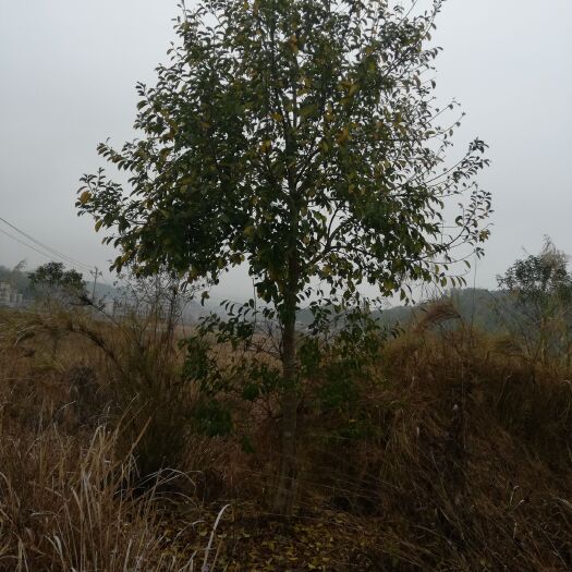 广宁县红果 铁冬青