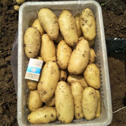 平阴县荷兰15  平阴荷兰十五土豆大量供应，可供超市，市场，出口等！
