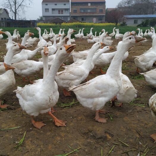 黄梅县 大白鹅，一百三十多天以菜料为主肉质鲜嫩口感好营养丰富