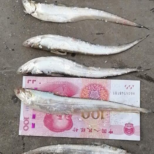 微山县毛刀鱼 大毛刀，