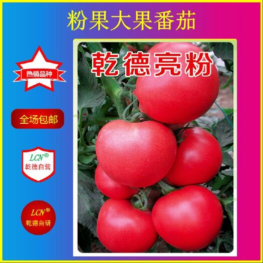 青岛【包邮】乾德亮粉   大果粉果番茄 抗病好 春秋茬口栽培