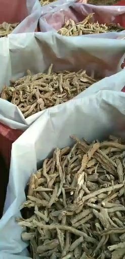 瓜州县 挑选过筛地骨皮