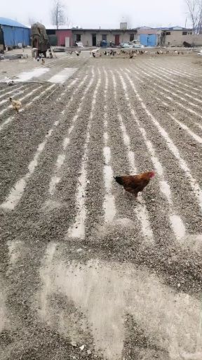 原阳县有机肥料 鹌鹑粪