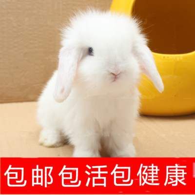 新沂市垂耳兔，宠物兔，公主兔，侏儒兔，常年供应，快递正常发货