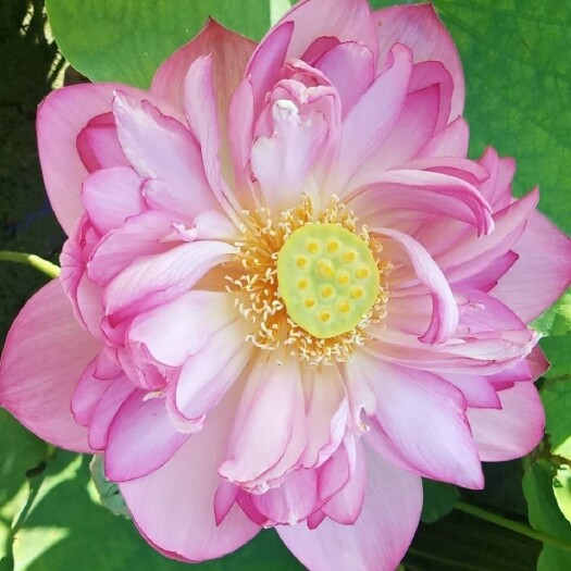 安新县 白洋淀精品荷花苗