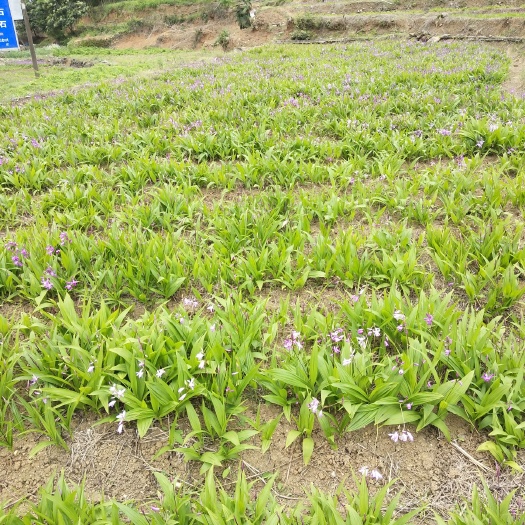 通山县白芨种子 