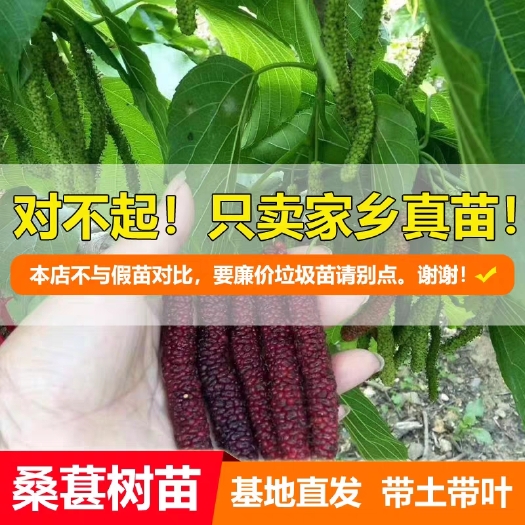 灵山县大白珍珠果桑苗 桑葚苗桑椹树苗长桑果苗无籽大十桑葚苗大果桑苗嫁接苗盆栽地栽