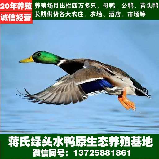 鹤山市全国配送。养殖场直供，水鸭，老鸭，水鸭母，水鸭公，青头鸭