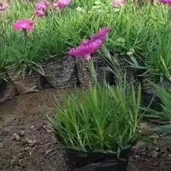 青州市 欧石竹