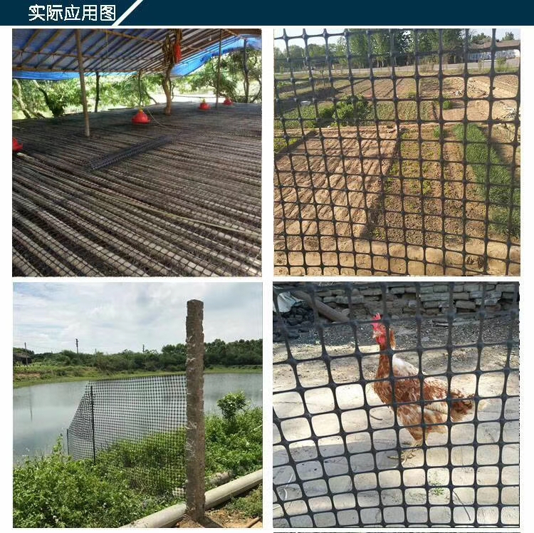 安平县护栏网/ 塑料养殖网 拦鸡网 圈地围栏网黑色方格网