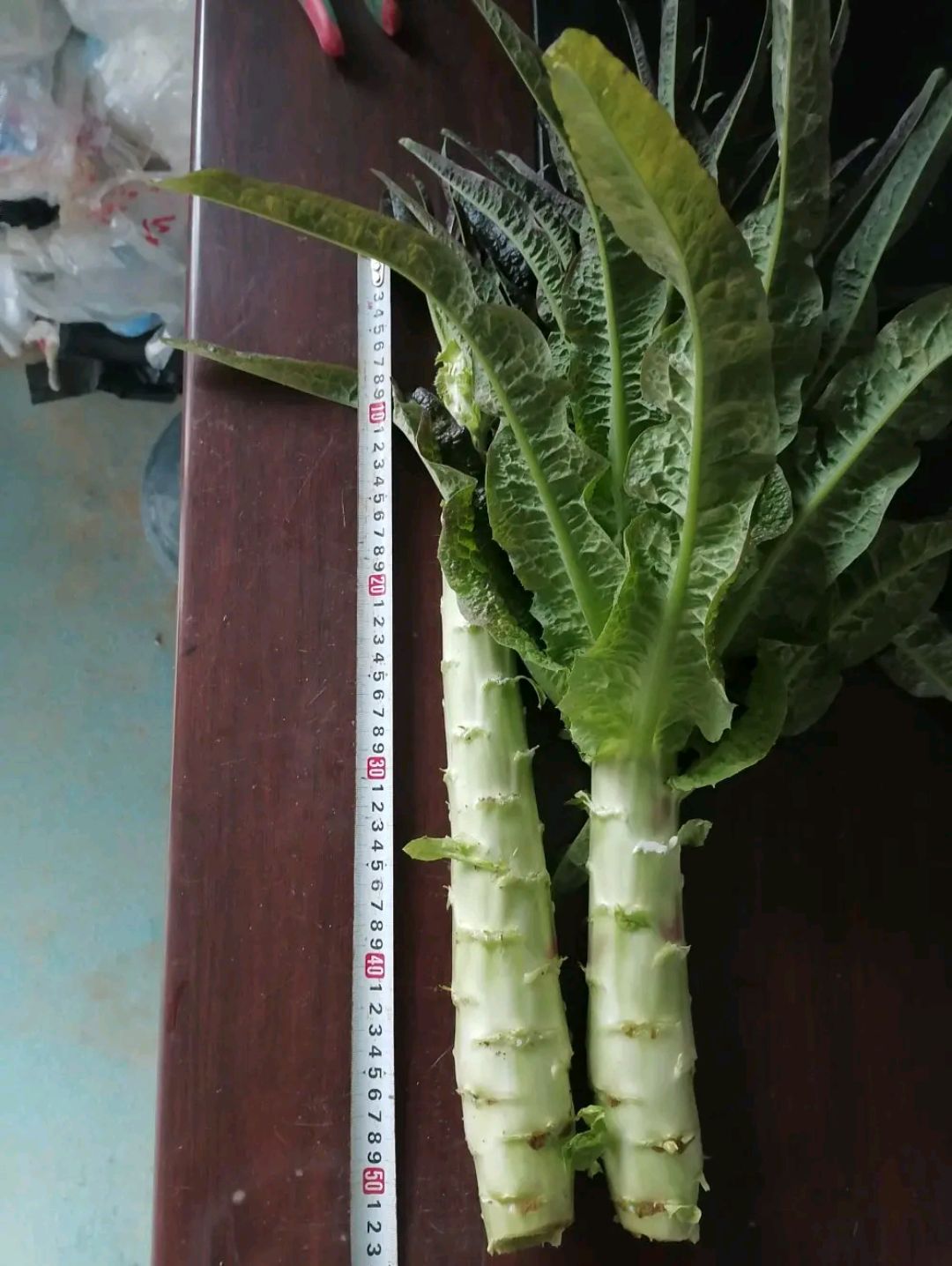 莴笋 红叶莴笋40-50cm物美价廉蔬菜基地直供质量保