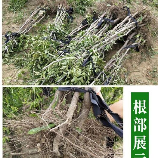 沾化冬枣苗 ❤️❤️品种：沾化冬枣，大青枣，皇冠甜枣，和田枣，长红枣