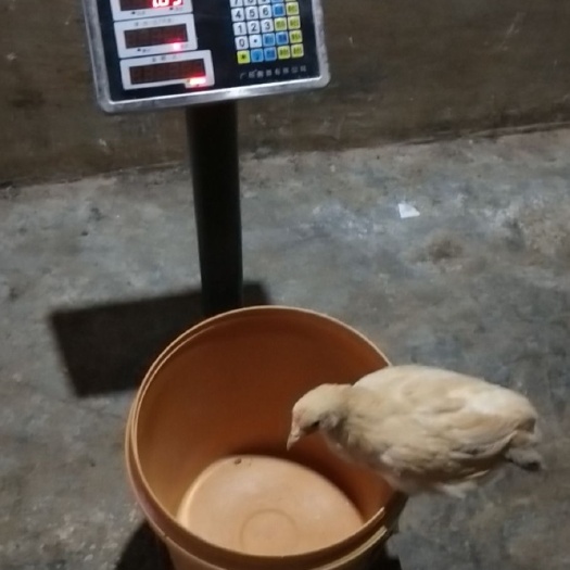 高州市三黄鸡苗 统货