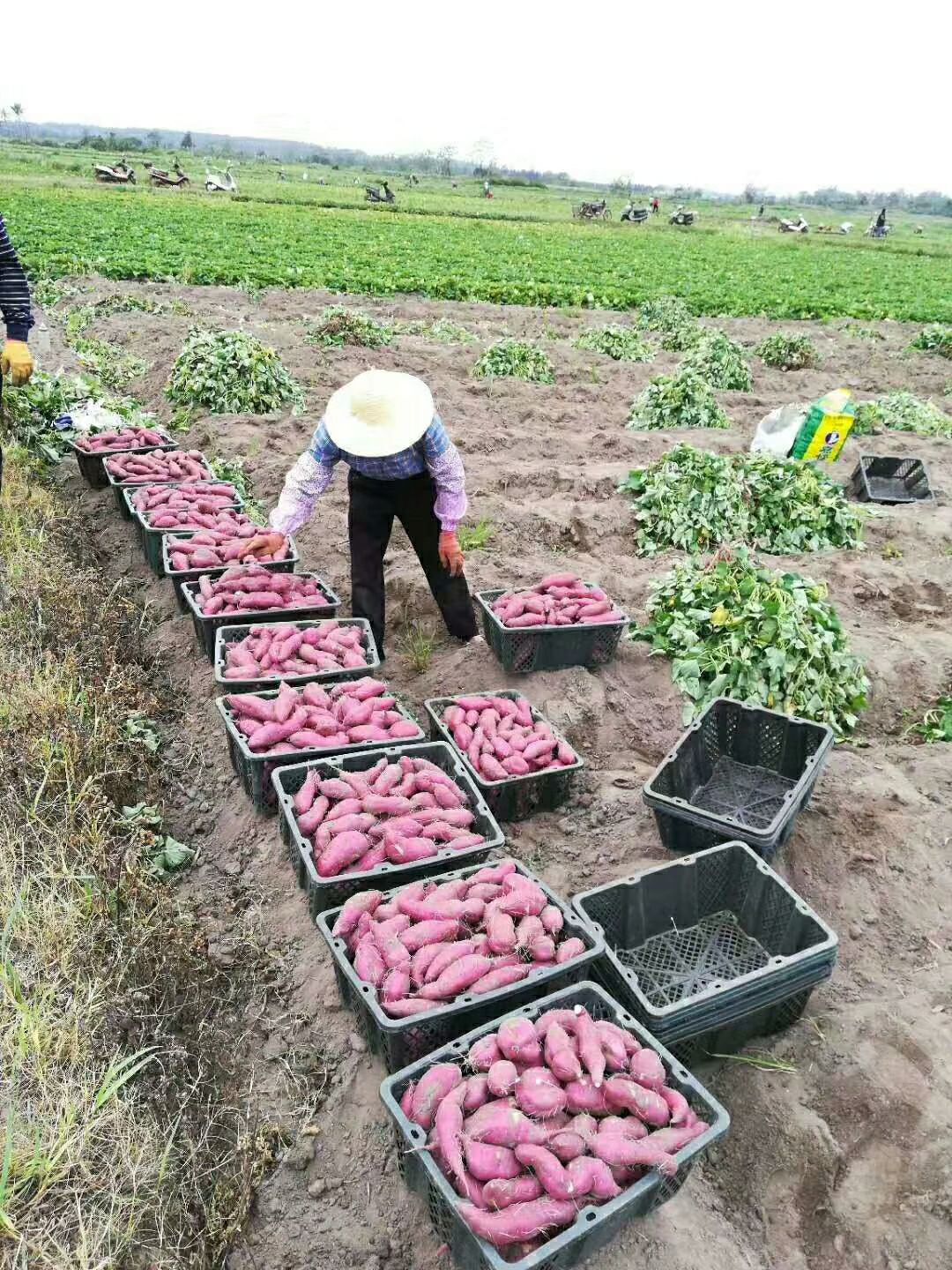  桥头地瓜海南桥头富硒地瓜沙土村民种植批发 一手货源一件代发