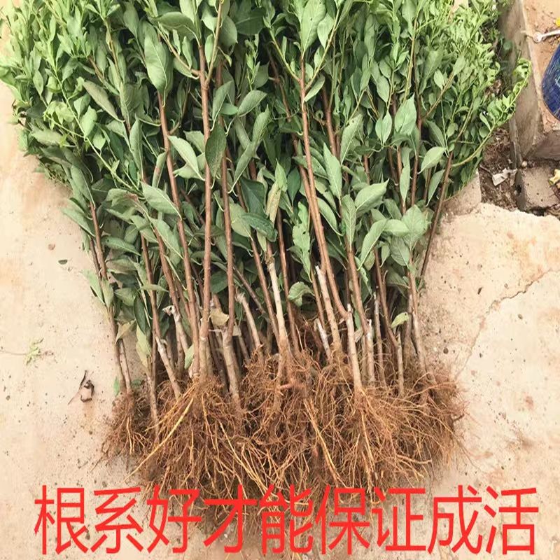 恐龙蛋李子苗  正宗嫁接苗
包结果
南北方可种植
包邮
死亡苗免费补发