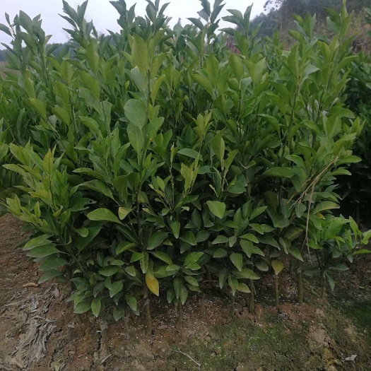 灵山县香水柠檬苗