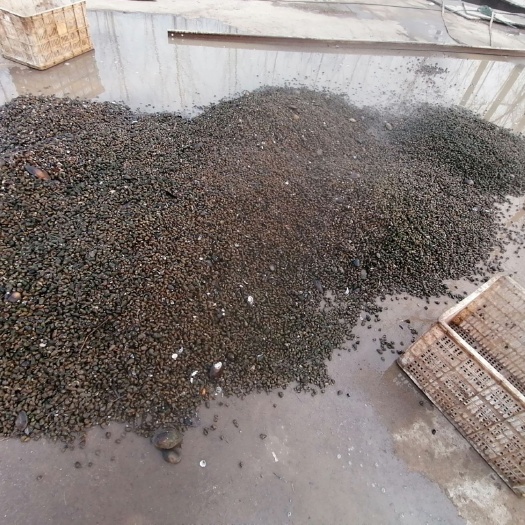 响水县 大量供应新鲜非养殖田螺-江苏苏北产地