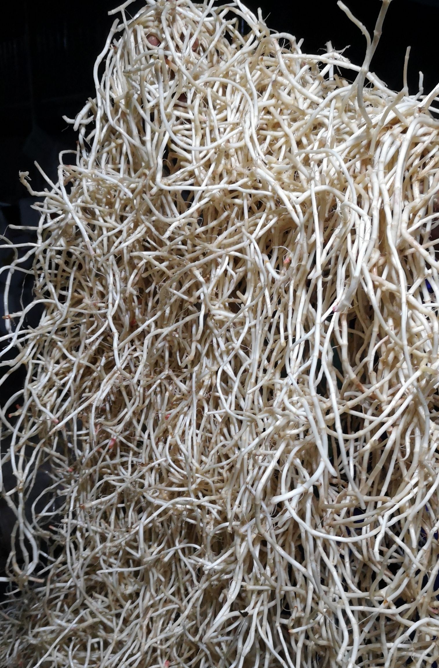 鱼腥草根  新鲜鱼腥草亮货，折耳根已上货