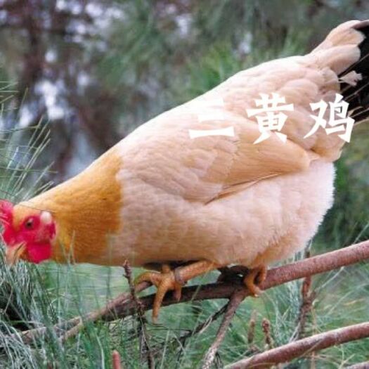南宁三黄鸡苗 三黄土1.5公，质量有保证，专业孵化