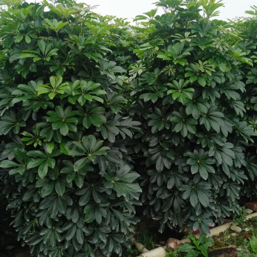 肇庆 鸭脚木350盆，400盆