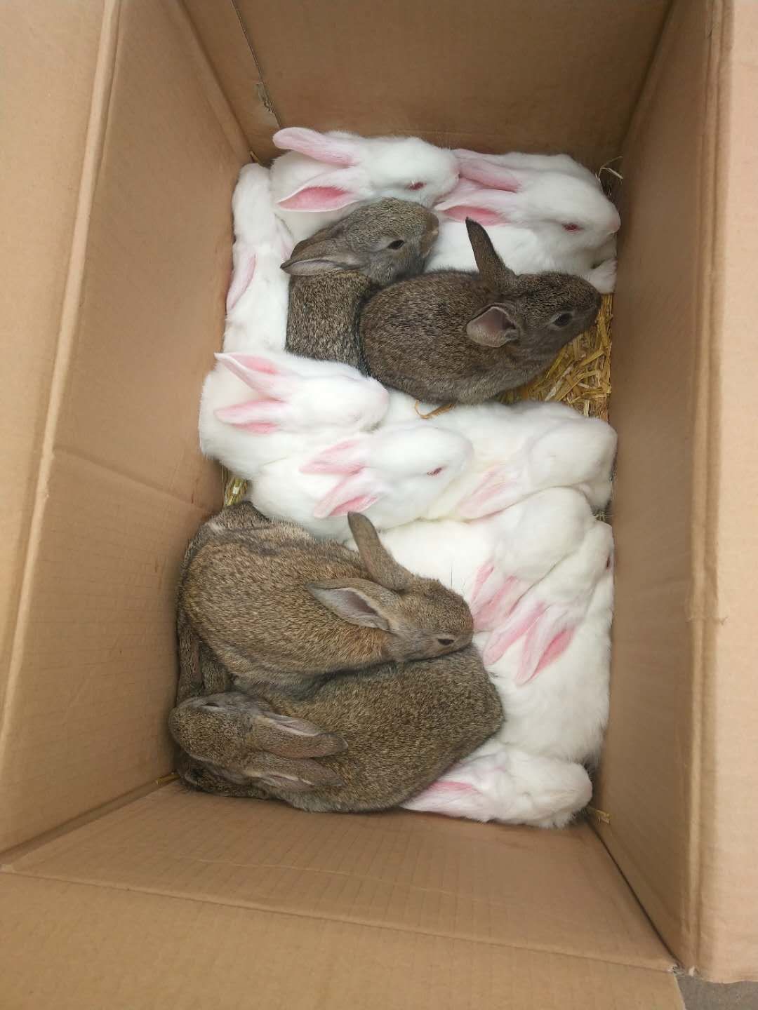  比利时兔  比利时幼兔种兔，健康成活率高，运输死亡包赔