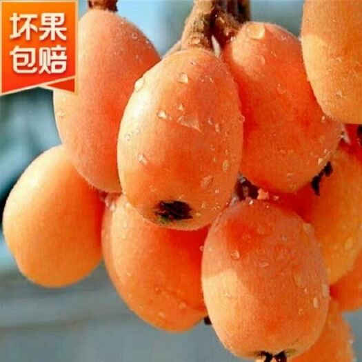 攀枝花 润肺治咳 枇杷果 新鲜水果 润肺 米易枇杷应季水果包邮