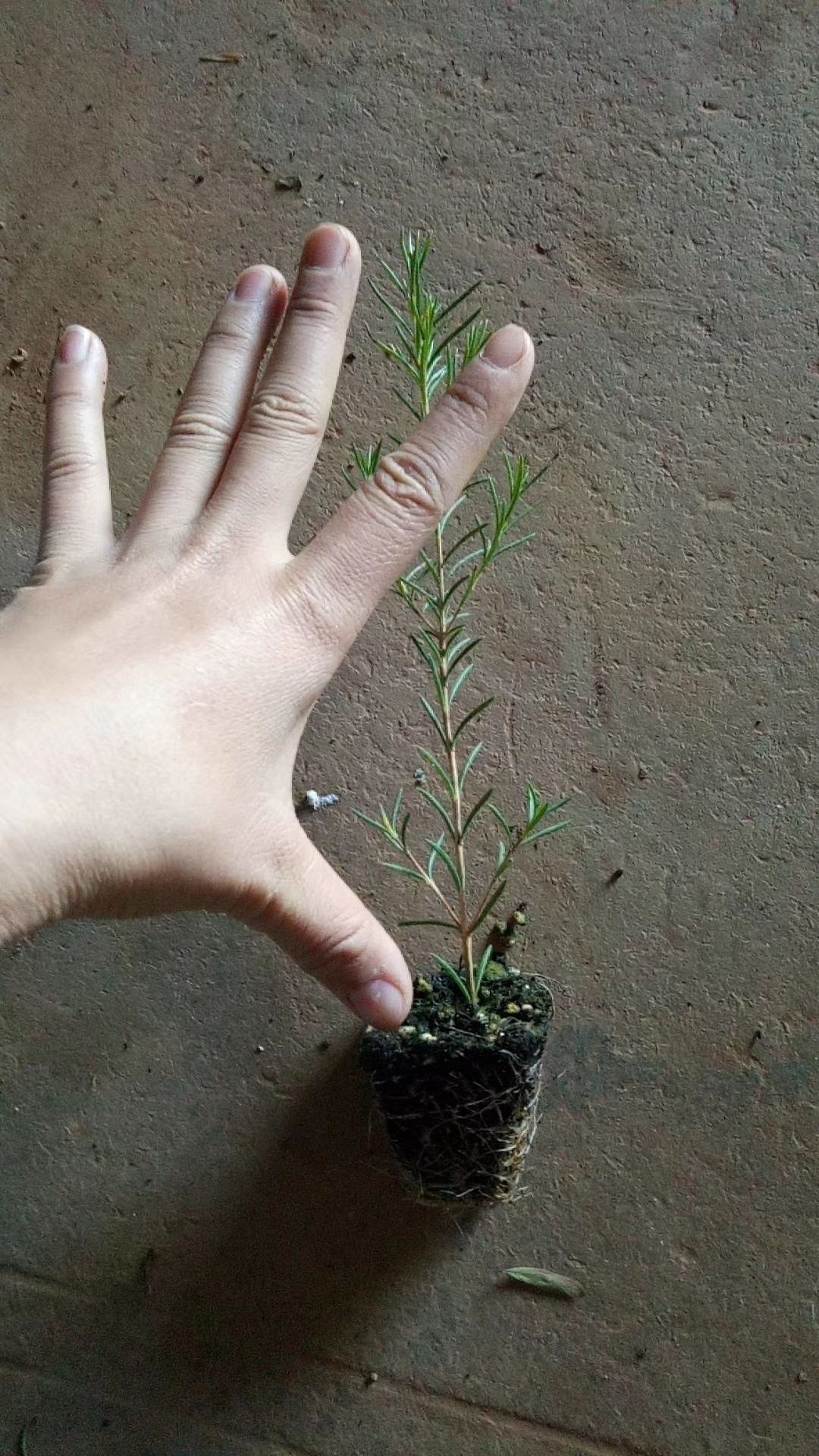 昆明蜡梅种子 腊梅种苗 观赏性强 配花配草