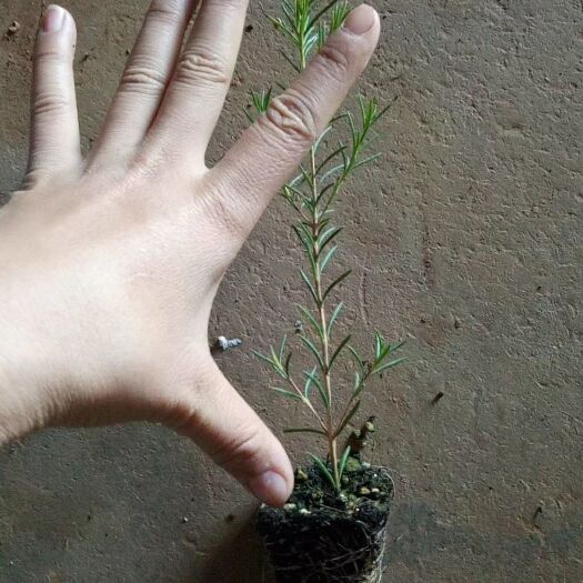 昆明蜡梅种子 腊梅种苗 观赏性强 配花配草