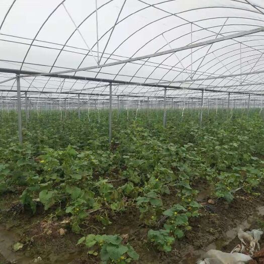 天津热镀锌管 各种大棚管   大棚配件     生产加工