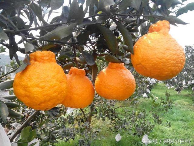 眉山不知火 丑柑