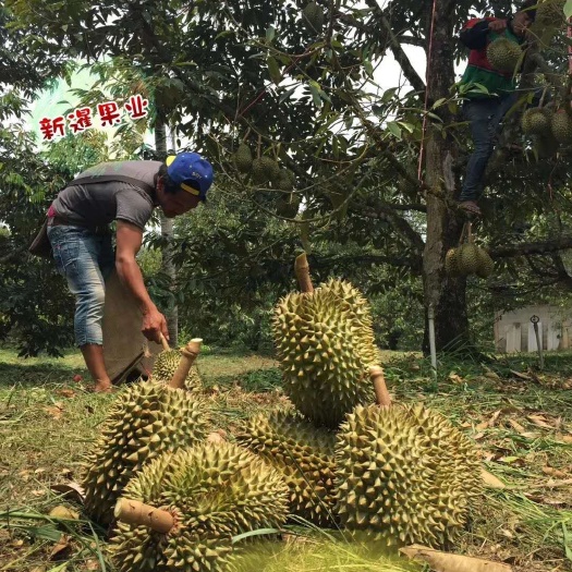 防城港托曼尼榴莲 泰国正关托曼尼，金枕烂果包赔，量大从优，515元一件起