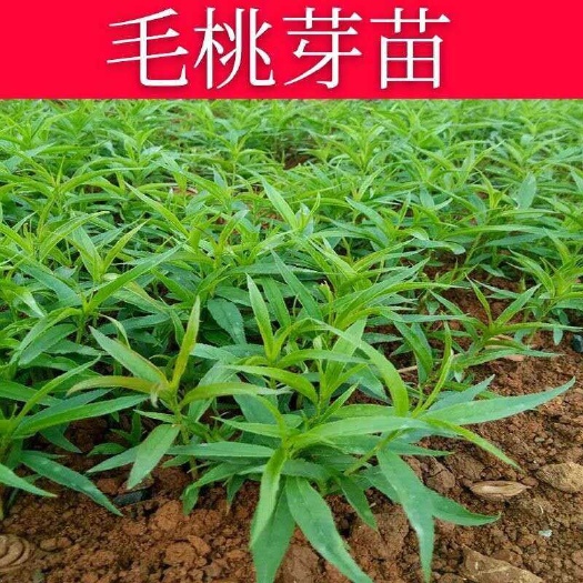 阳朔县毛桃苗 毛桃实生苗，桃子李子嫁接粘木实生苗