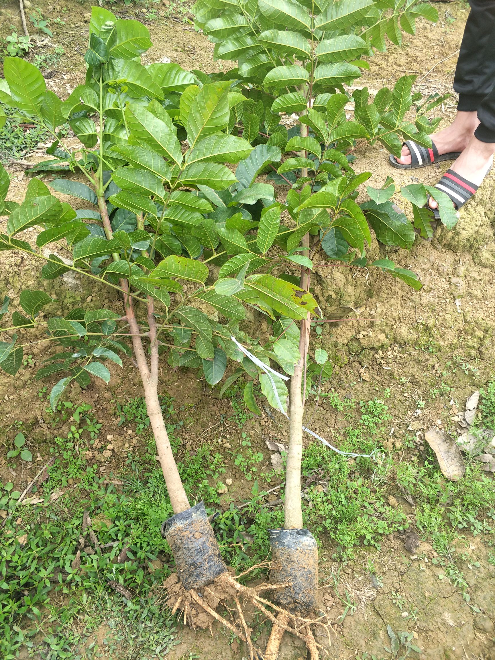  橄榄苗