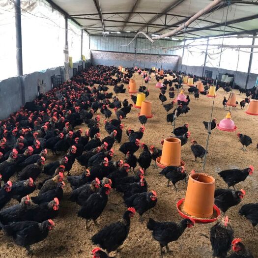 重庆市白条鸡 新鲜