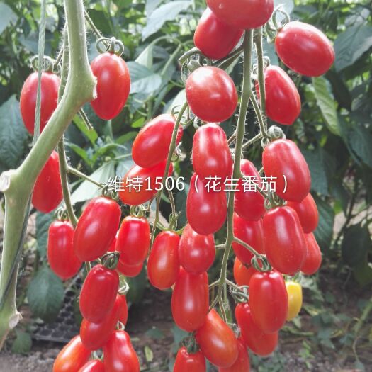 寿光市千禧圣女果 口感型红色花生柿子籽丹东花生番茄种子特色西红柿种子409种子