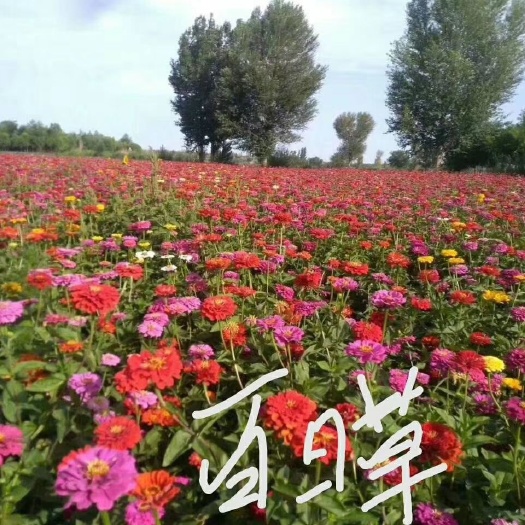 安国市百日草种子 百日草草种子花海主选