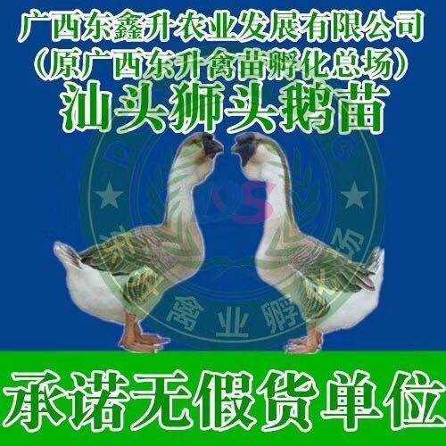 南宁狮头鹅苗 汕头狮头鹅