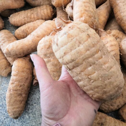 宜昌 正宗高山乌红杂交天麻出货，量大价格从优