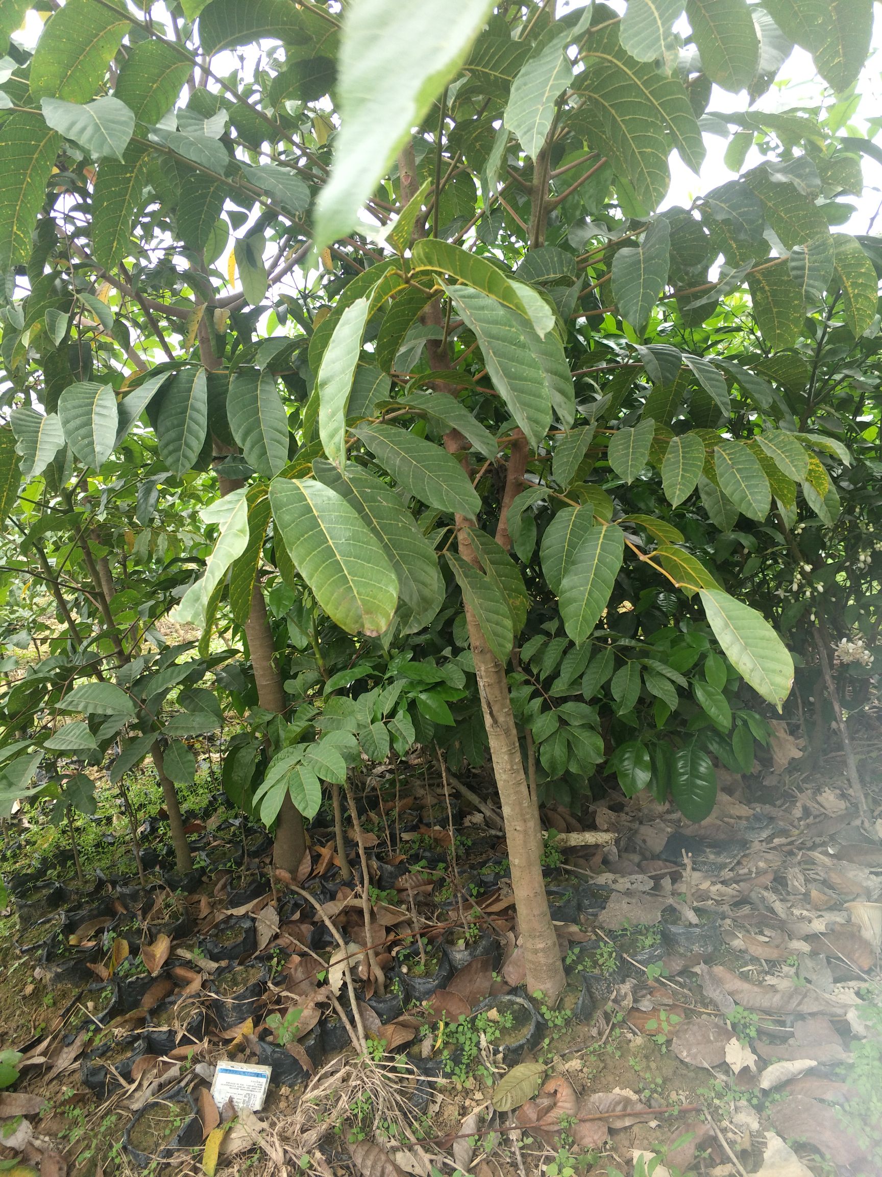  橄榄苗