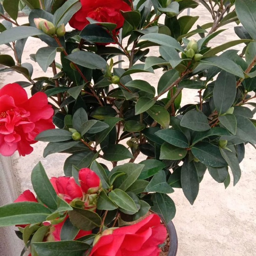 高州市 杜鹃红山茶花