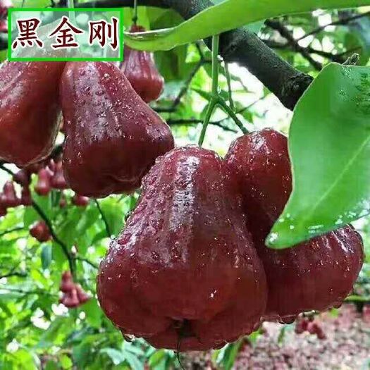 灵山县黑金刚莲雾苗  优质黑金刚莲雾果苗可带土带叶发货
