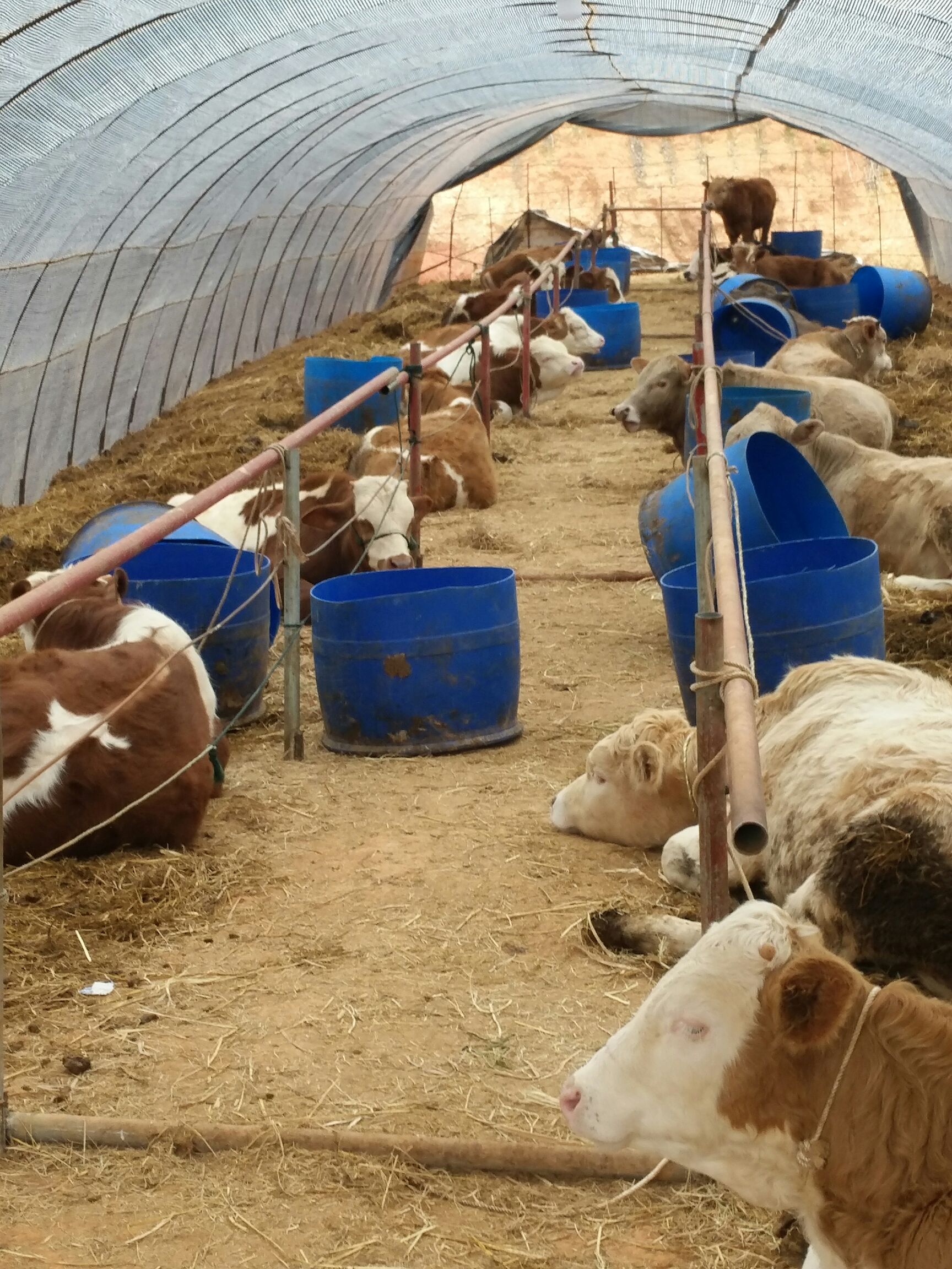  西门塔尔优质牛犊