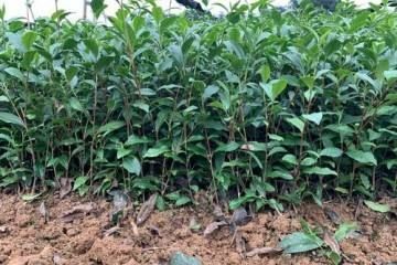 沅陵县 大叶茶树苗