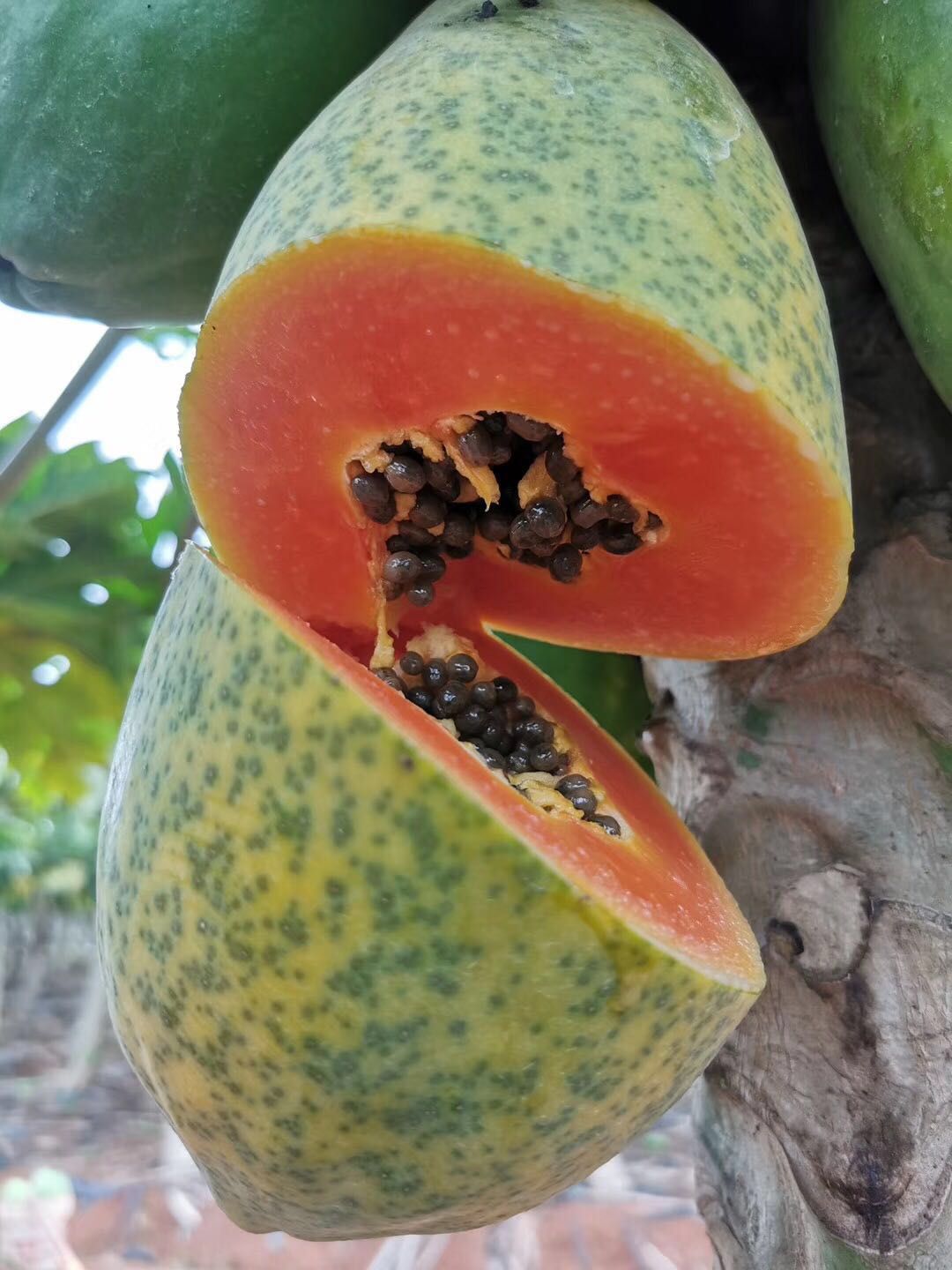  正宗雷州冰糖木瓜并非红心木瓜