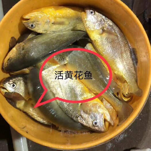 饶平县 本港新鲜活冻黄花鱼