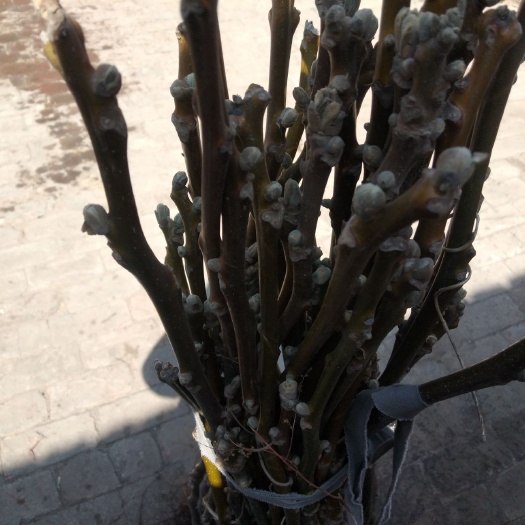 赞皇县纸皮核桃苗