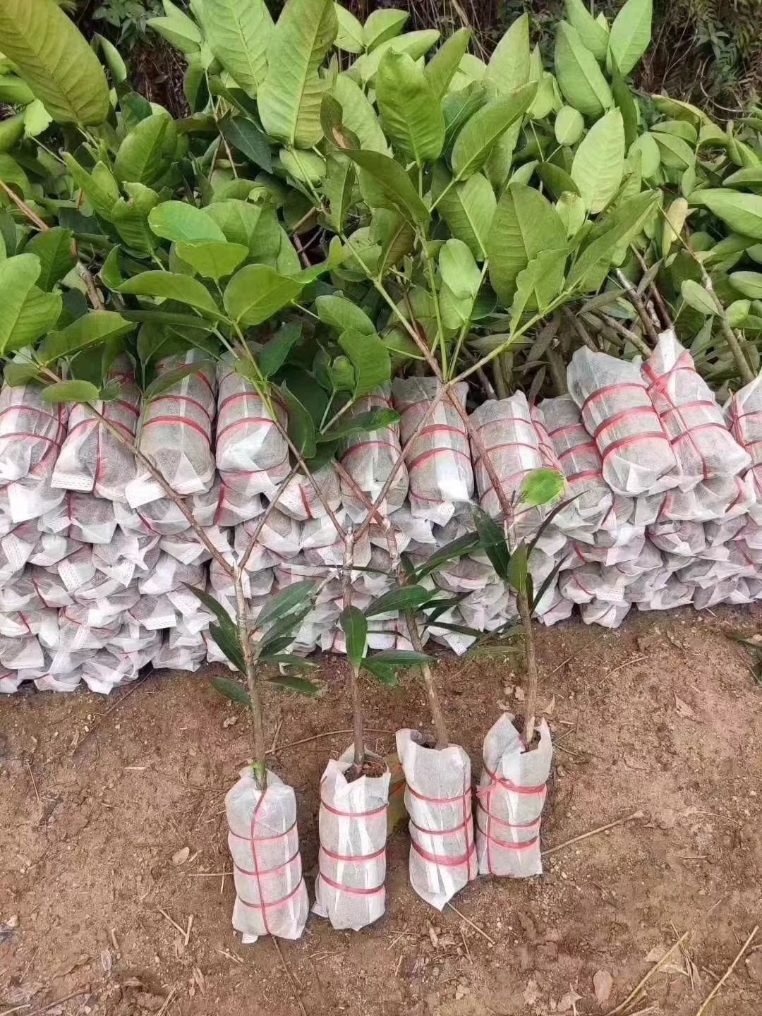 黑金刚莲雾苗  黑金刚莲雾，果子脆甜，水分多补水效果好