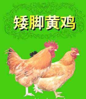 南宁 矮脚王鸡苗 矮脚黄鸡苗