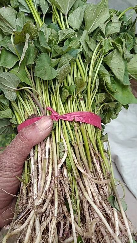 合阳县板栗香红薯苗 秦薯五号